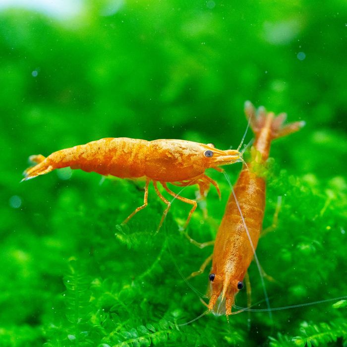 Krewetka SAKURA ORANGE - Neocaridina - Caridina - dowóz, wysyłka