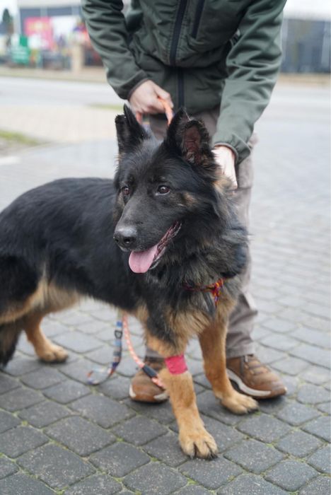 Klara w typie ON szuka domu!