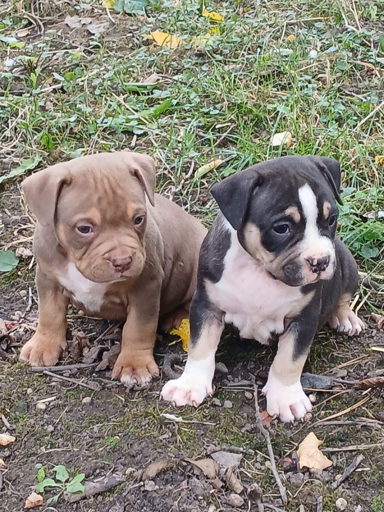 American Bully śliczny piesek