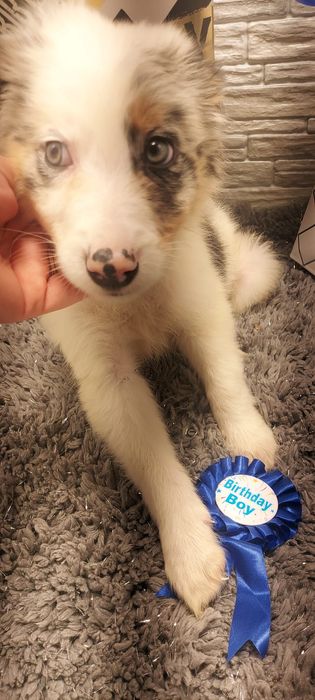 + + +  piesek + + + border colloe blue merle badania