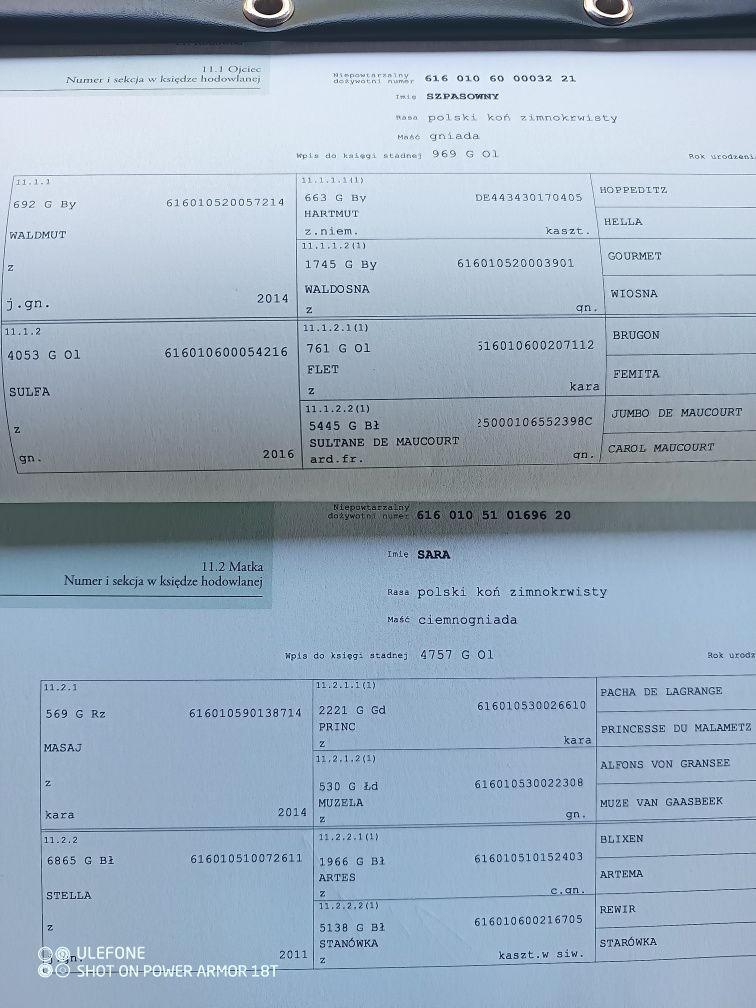 Klacz źrebna ze źrebakiem.Licencja 82pk