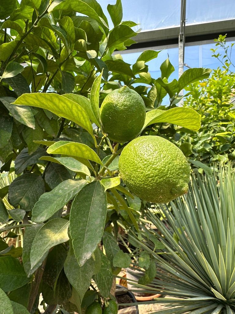 Drzewo cytrusowe Citrus Limon pomelo egzotyka