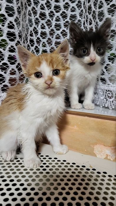 Віддам котиків у добрі руки