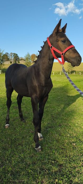 Rezerwacja! Sprzedam kuca ogier konia kuc walijski D welsh cob / pks