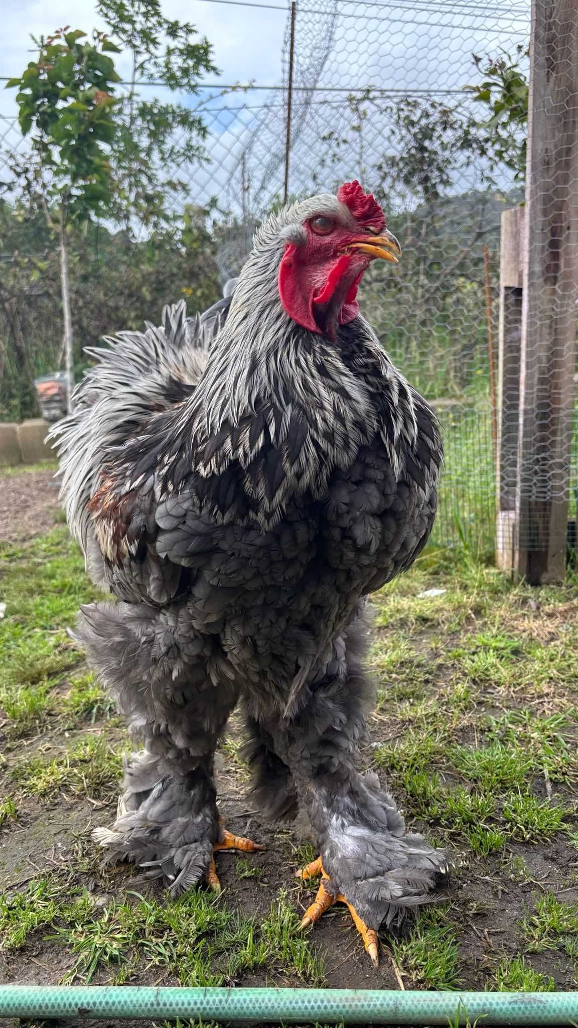 Ovos galados/ férteis de brahma BSO