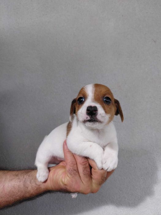 Jack Russel Terrier com LOP