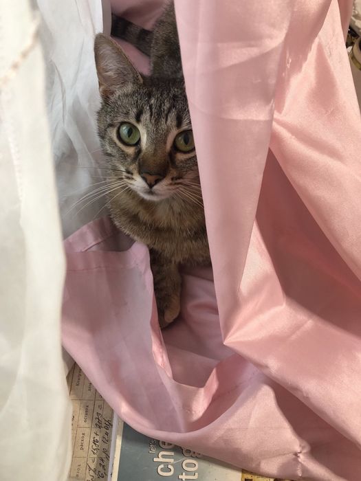 Киця в добрі руки