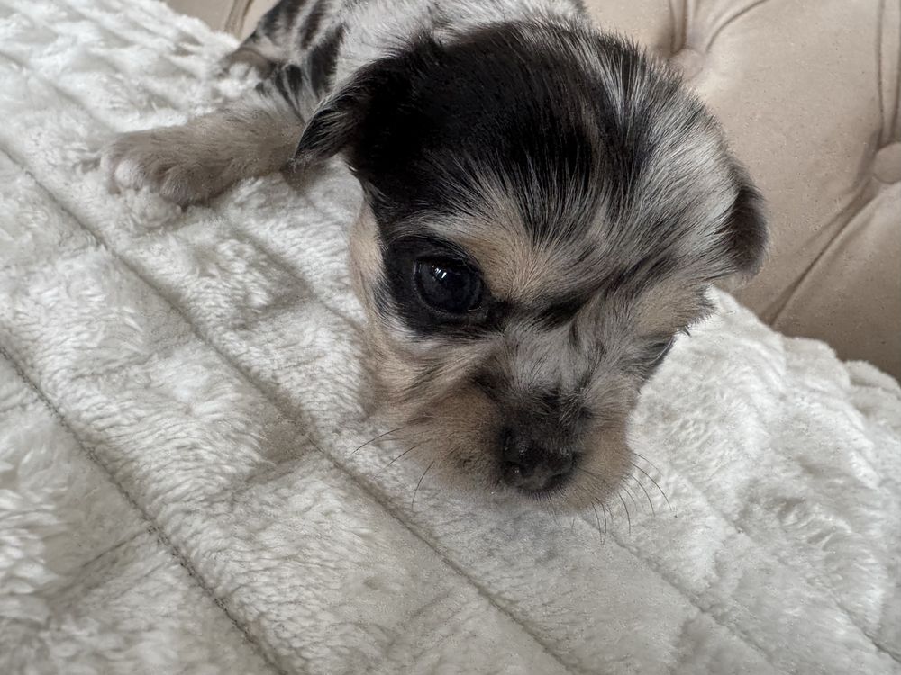 Basco / Chihuahua / Piesek / Choco Merle