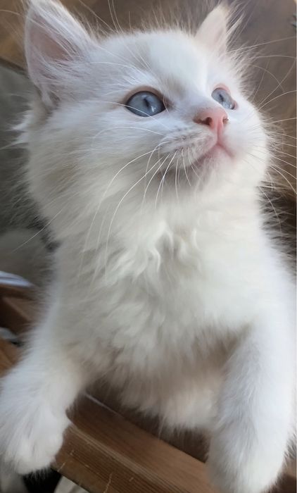 Maurycy kocurek ragdoll