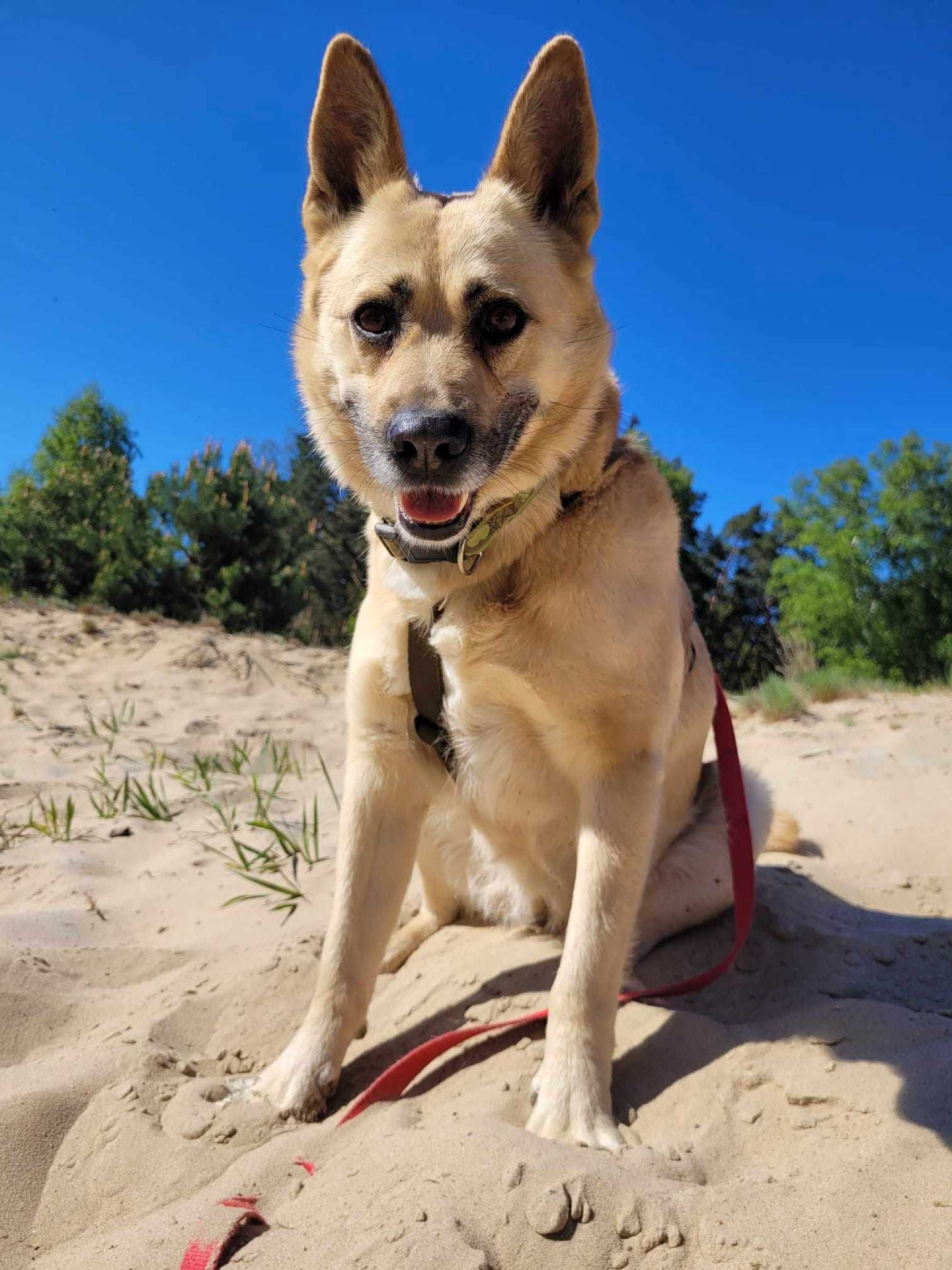 BUNIA typ:  AKITA, 4 lata, 25kg