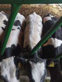 Mięsne cielęta byczek byczki jałóweczki polskie odsadki