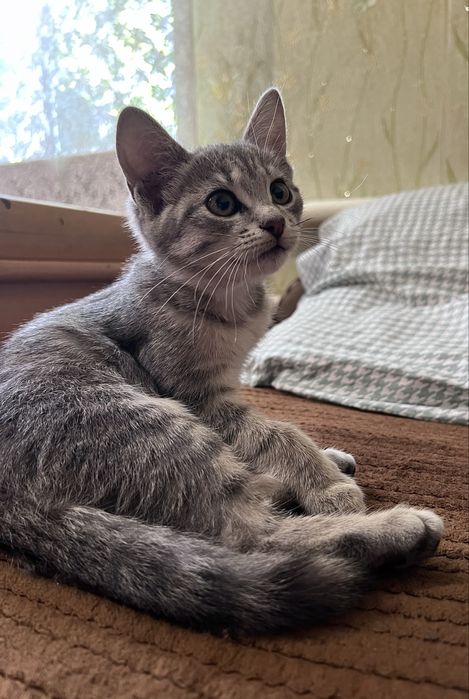 Віддам кошеня у добрі ручки