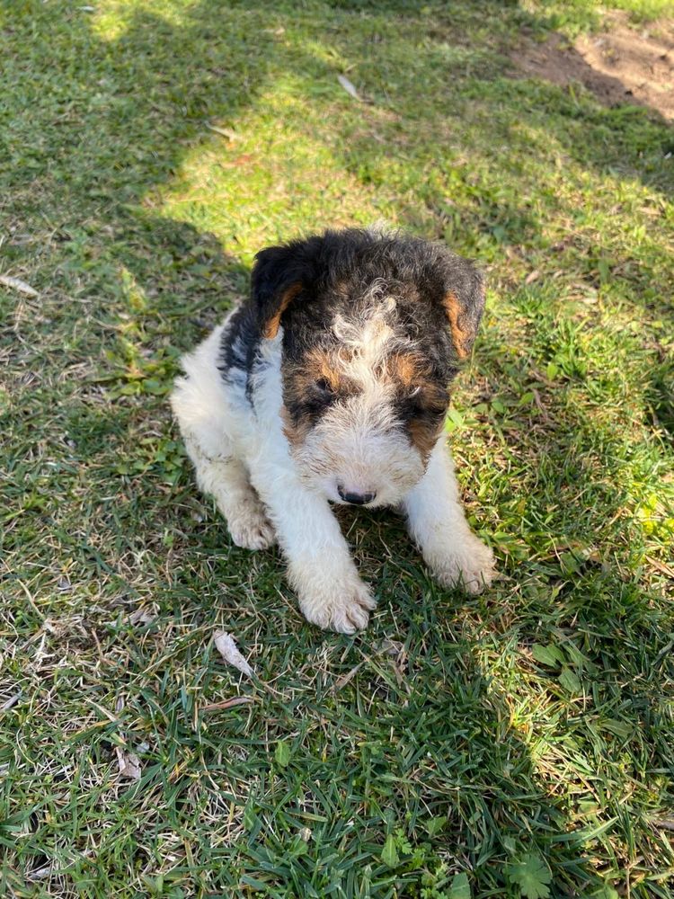 Fox Terrier ultima menina