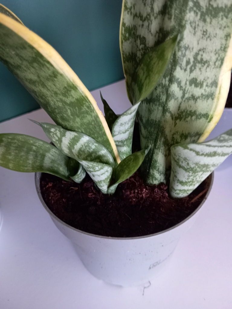 Sansevieria kwiaty