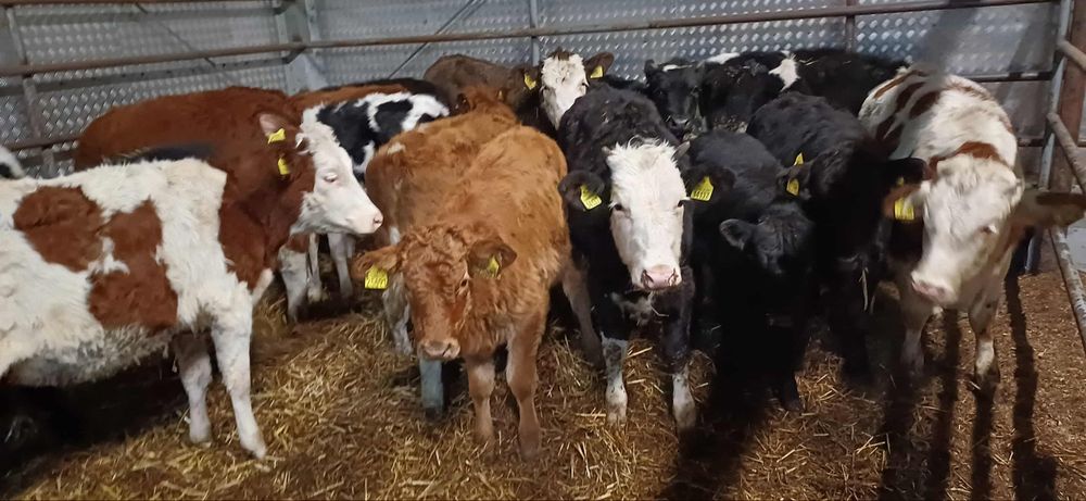 Sprzedam jałowki odsadki 22 sztuki Polskie