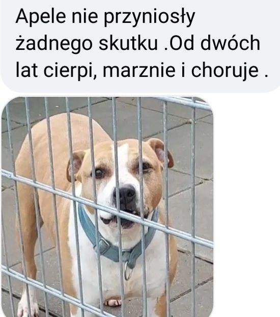 Zbyt długo czeka na dom / Jastrzębie Zdrój
