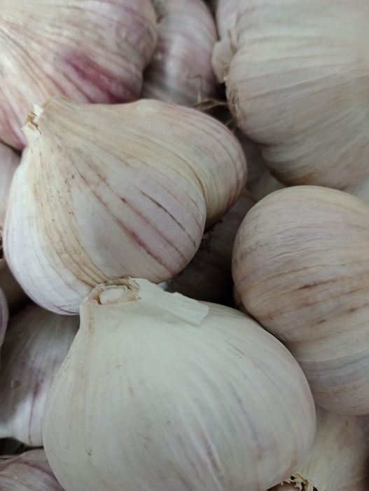 Часник  Любаша домашній