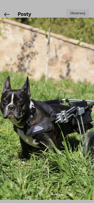 Niepełnosprawny buldog do adopcji