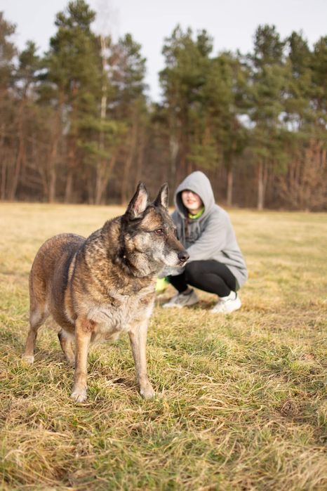Klara-duża starsza suczka czeka na wymarzony dom-adopcja
