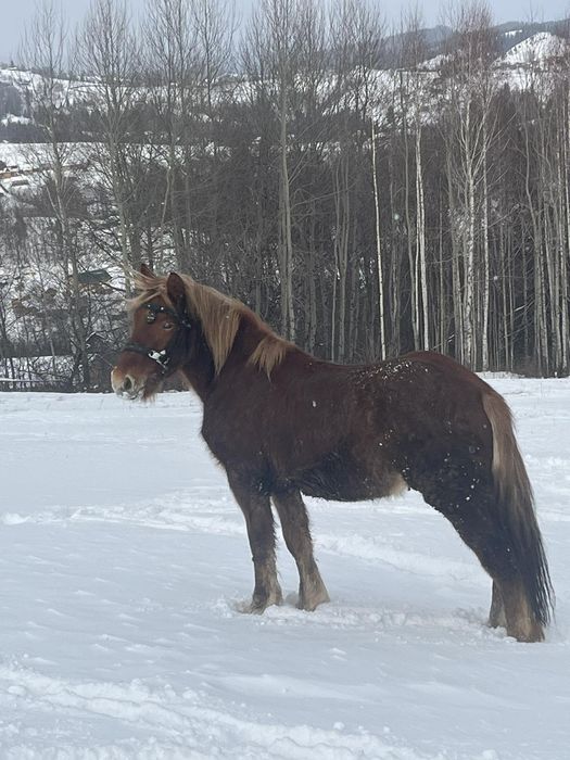 Продам файного коника