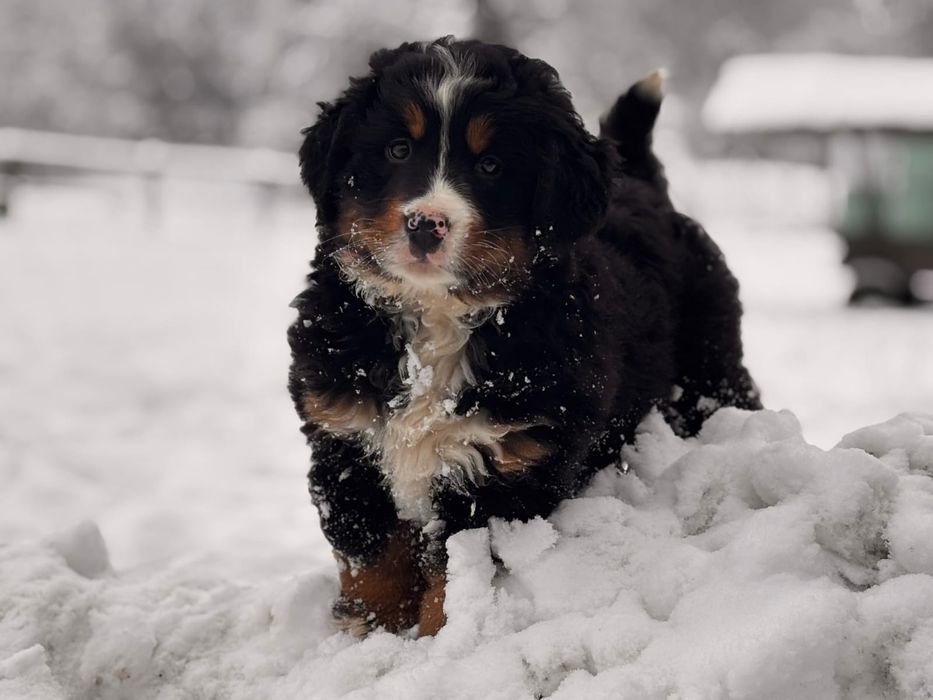 Szczenię Berneński Pies Pasterski