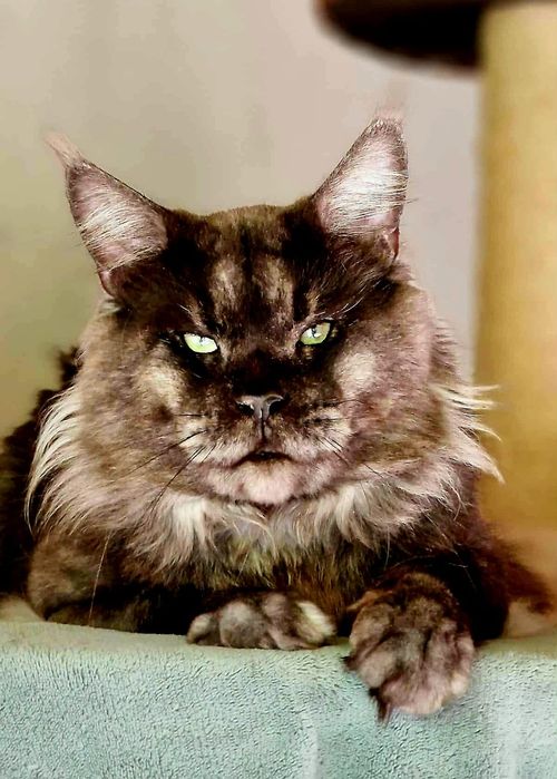 Maine Coon, czarny dymny kocur pohodowlany