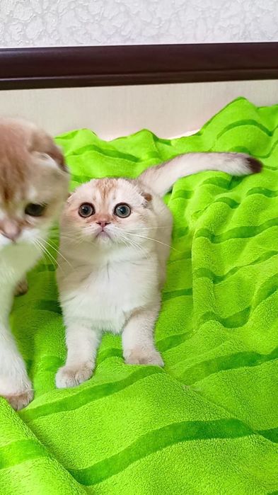 Дівчинка. Золота шиншила. Шотландська висловуха