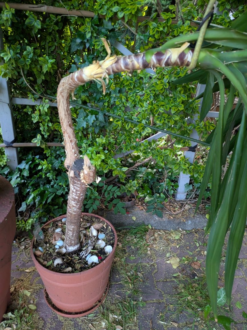 Oddam roślinę palmę