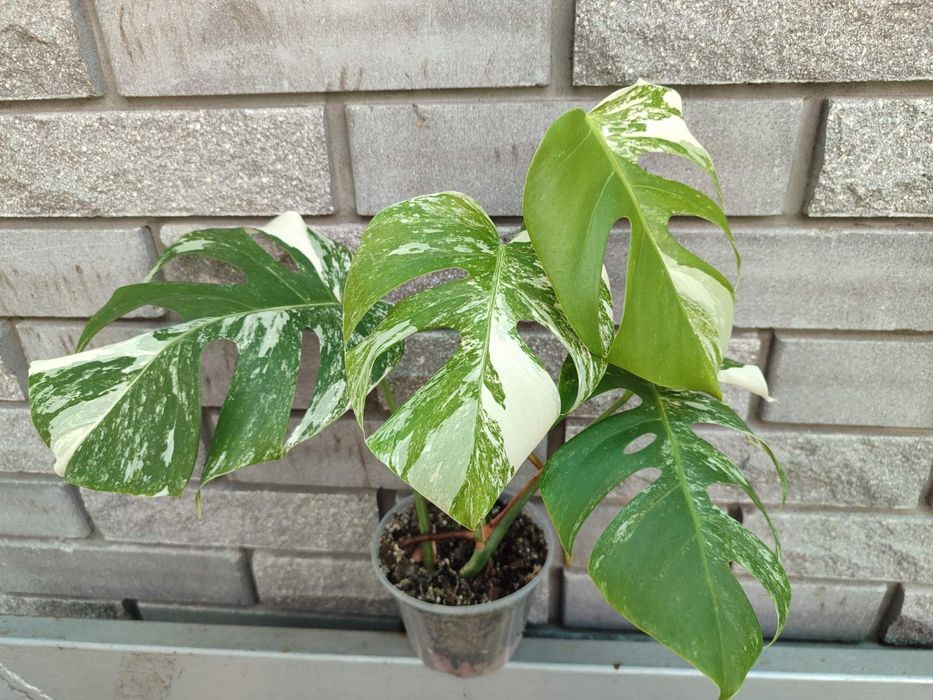 Monstera Standleyana yellow variegated