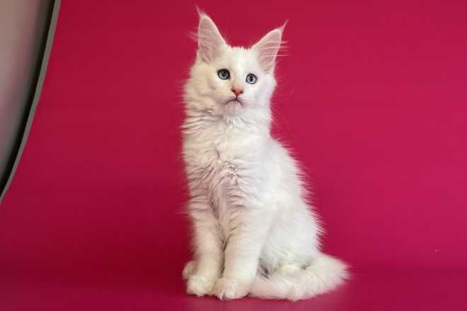 Кошенятко породи Мейн-Кун, білий- блакитні очі.