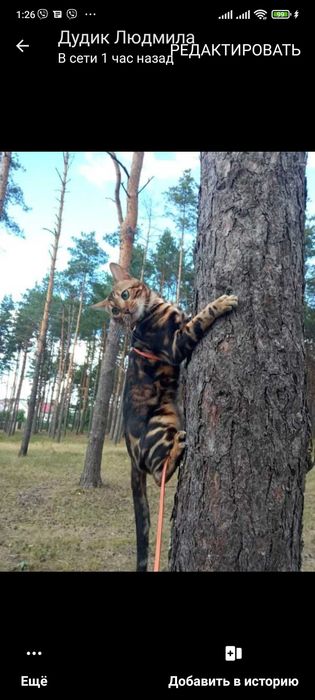 В'язка Бенгальський котик чекає на наречену) .Телефонуйте