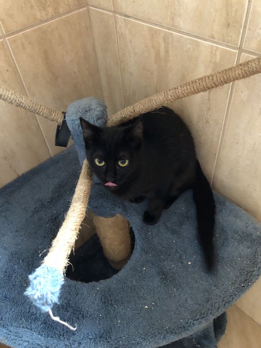 Gatinho bebe para adocao