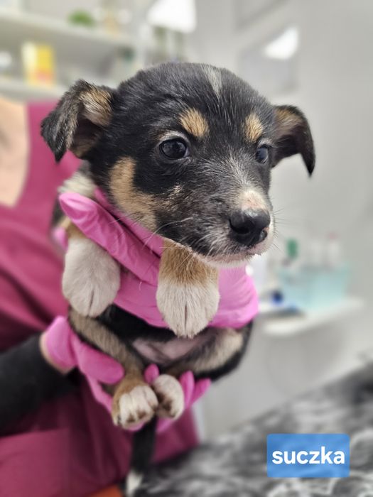 Pippi (w typie pinczera) i Szczeniaki szukają domów