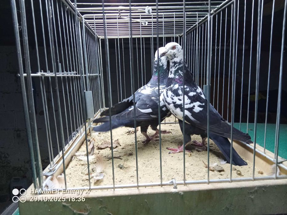 Sprzedam pocztowe tygrysy