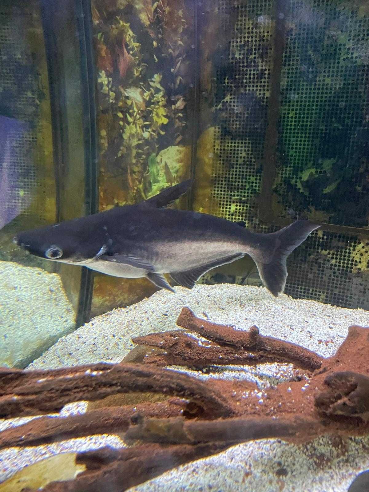 Peixe Pangasius Comum