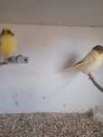 Varias aves para venda