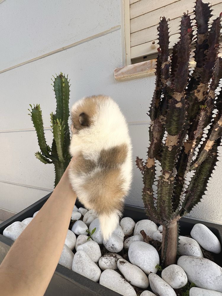 Lulu da pomerânia com LOP,  linhagem Russa, spitz alemão anão