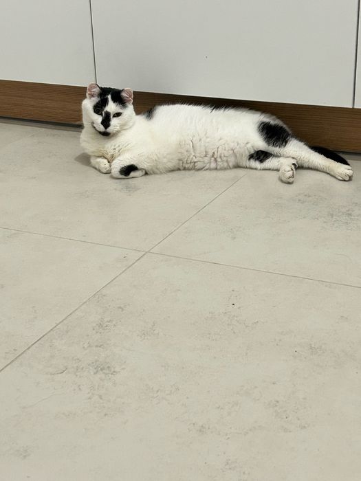 Marcel - poleca się do adopcji