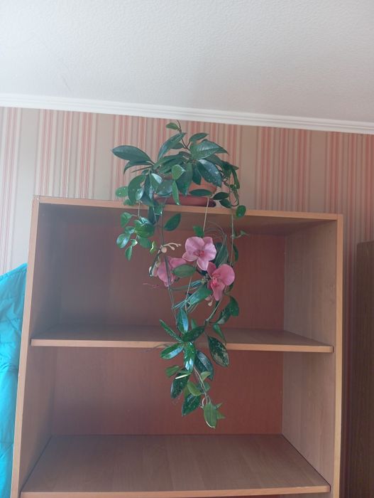 Хойя, восковий плющ