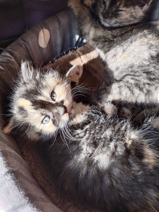 Кошенята в добрі руки