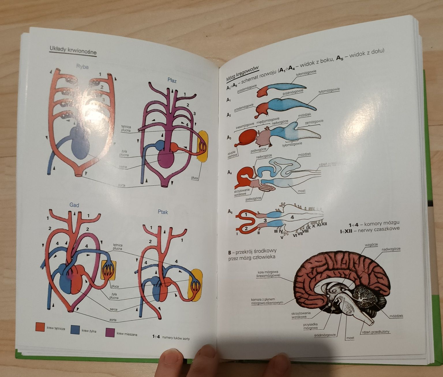 Szkolny słownik biologiczny BIOLOGIA matura rozszerzona Leszek Trząski