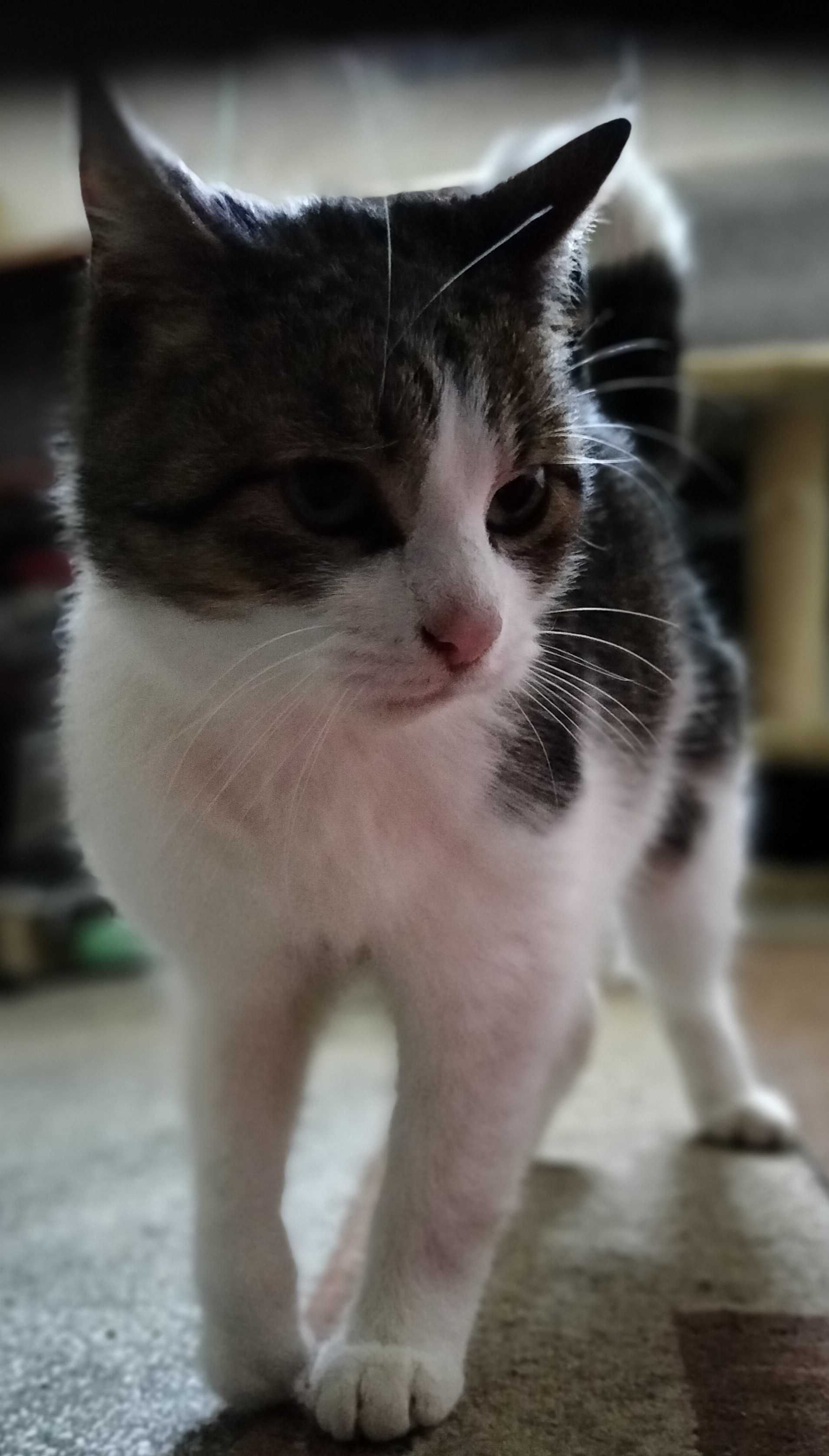 Kot kotka do adopcji Kot szuka domu