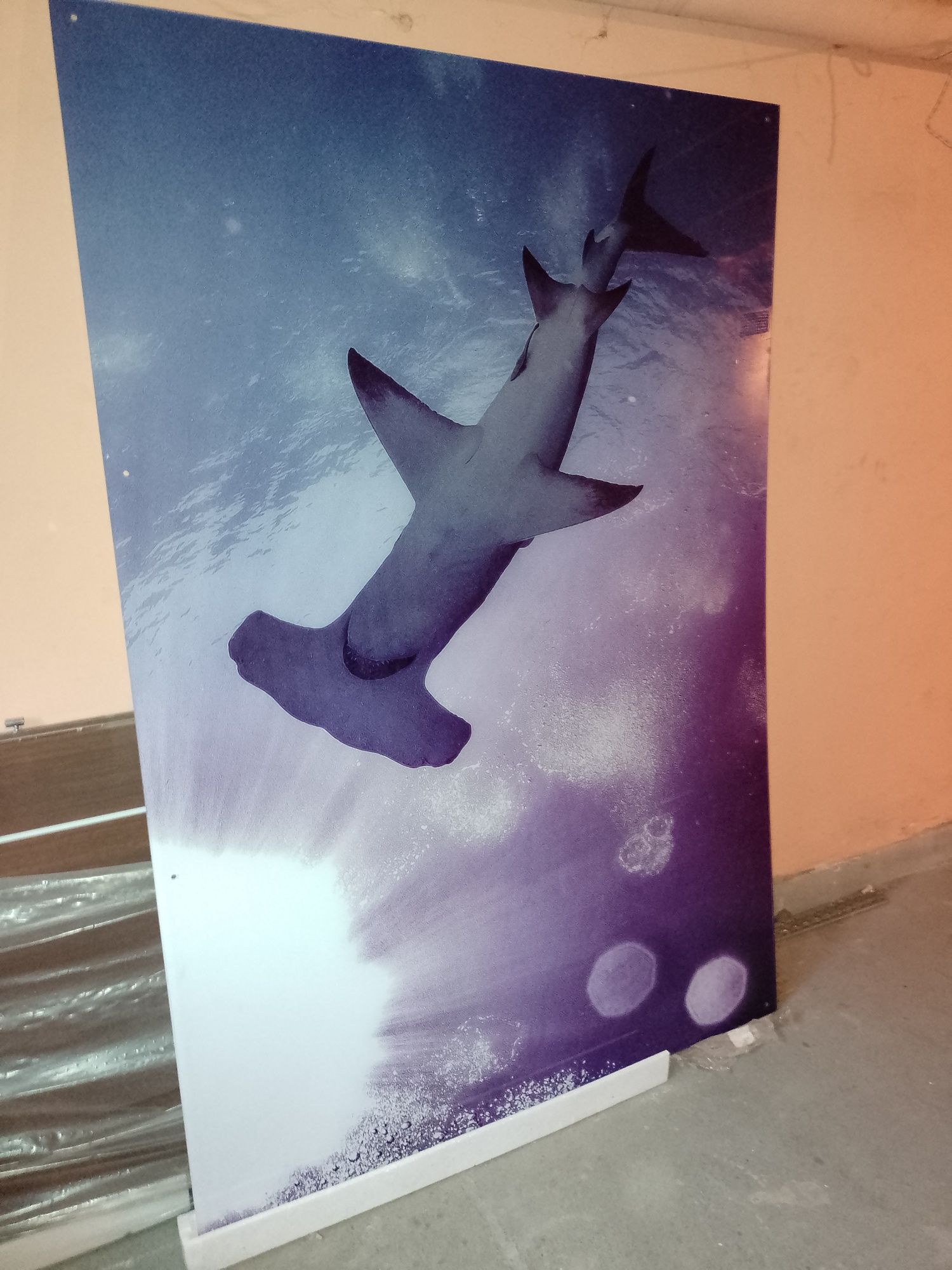 Obraz plexi 125x185 rekin