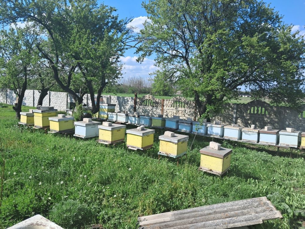 Продам пасіку,вулики разом з бджолами.