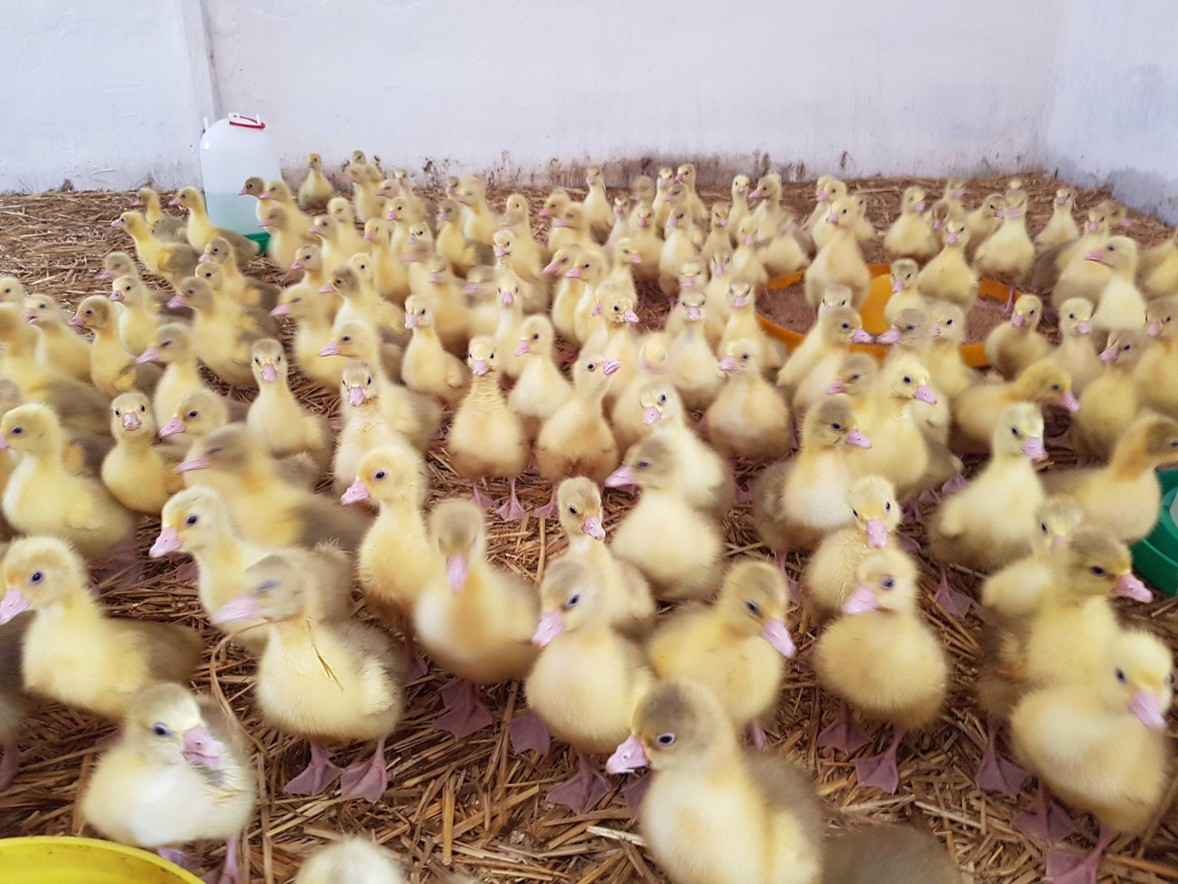 Gęsi pisklęta do odchowu landes, kubańska, kołudzka dostawa na miejsce