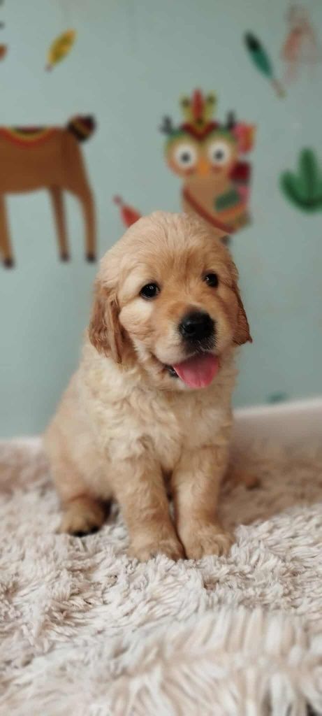 Szczeniak golden retriever
