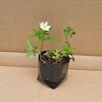 Zawilec gajowy (anemone nemorosa)