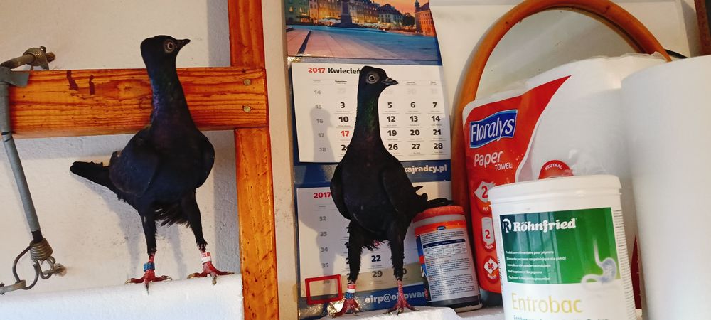 Sprzedam Wiedeńskie z roku 2025 /2024.