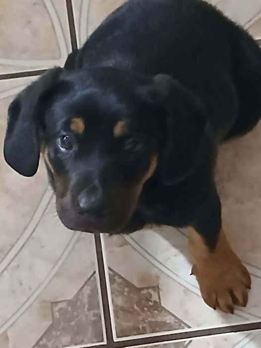 Oddam 8 tygodniowego szczeniaczka w dobre ręce