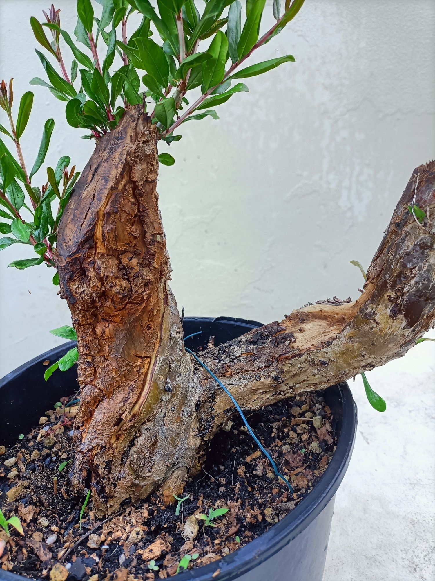Vendo Pré Bonsai de romanzeira
